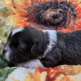 Blue and White Female 2 - Blue and white female Shih Tzu puppy in Oakville, Washington from Garrard Creek Shih Tzus