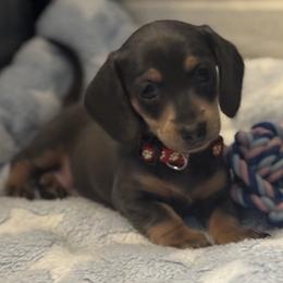 Dachshund Puppies from De Blue Dachshunds