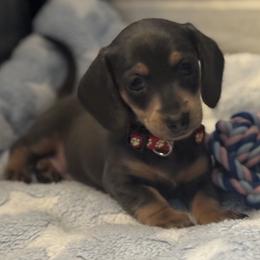 Dachshund Puppies from De Blue Dachshunds