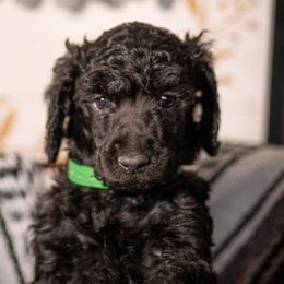 Poodles from RedeemedSo Standard Poodles
