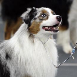 Moose - Australian Shepherd
