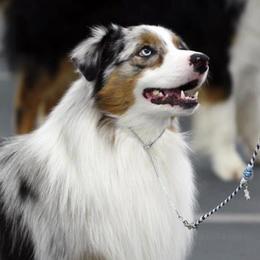 Moose - Australian Shepherd