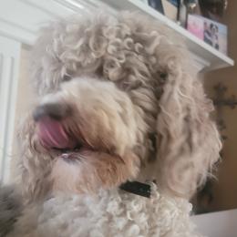 Joey - Goldendoodle