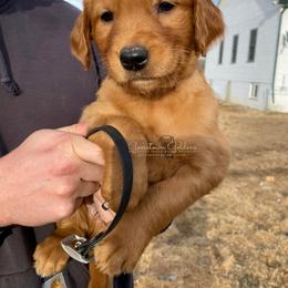Black M - Golden Retriever puppy in Hall, Montana from Goosetown Goldens