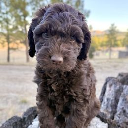 Rolo - Chocolate male Australian Labradoodle puppy in Helena, Montana from Labradoodles of Montana