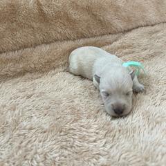 Miss Turquoise - Wheaten female Scottish Terrier puppy in Perris, California from CVS Giant Schnauzers
