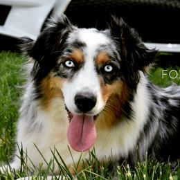 Six - Australian Shepherd