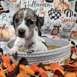 Grace - Dapple female Dachshund puppy in Anaconda, Montana from Williams Family Dachshunds