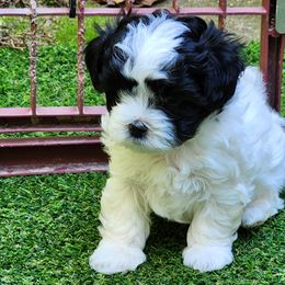 Girl 1 - Black and white female Shihpoo puppy in North Dinwiddie, Virginia from Pups Furever