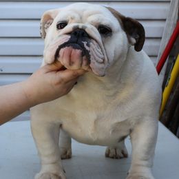 Ree - Bulldog