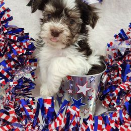 Havanese and Shih Tzu Puppies from Locust Creek Shih Tzu & Havanese