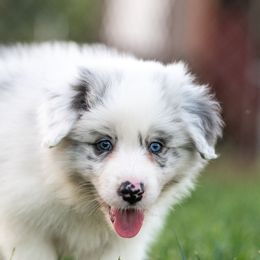 Fettuccine - Slate merle male Border Collie puppy in Paso Robles, California from Poindexter Border Collies