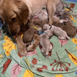 Golden Retriever Puppies from St. Paul Goldens
