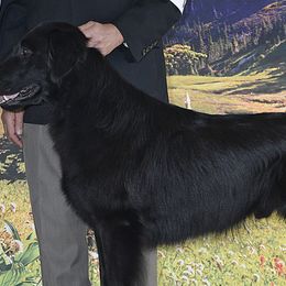 Flat-Coated Retrievers from Swiftwater Flat Coated Retrievers