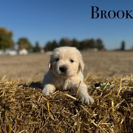 Brooks - Light golden male Golden Retriever puppy in Piqua, Ohio from Golden’s of Remington Fields