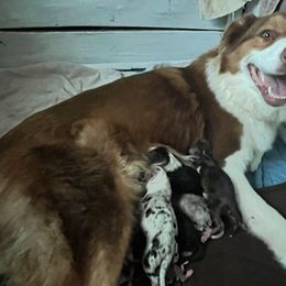 Australian Shepherd Puppies from A Beautiful Soul Aussies