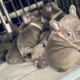 French Bulldog Puppies from Fabled Frenchies