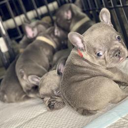 French Bulldog Puppies from Fabled Frenchies