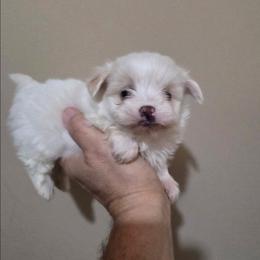Max - White male Maltipoo puppy in Sedro Woolley, Washington from Absher Ranch