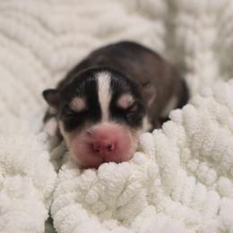 Valerie - Black and white female Siberian Husky puppy in Bly, Oregon from Hill Top Huskies