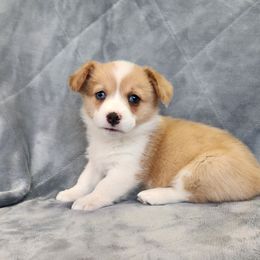 Butterscotch - Fawn female Pembroke Welsh Corgi puppy in Orleans, Indiana from Workman Farms
