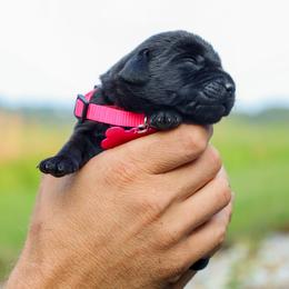 Pink Girl - Black female Labrador Retriever puppy in Linville, Virginia from Virginia Labradors