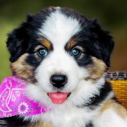 Miss Ella L. - Black tri-color female Australian Shepherd puppy in Paola, Kansas from Tiz Ranch