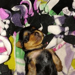 Yorkshire Terrier Puppies from Sassyville EKN Yorkies
