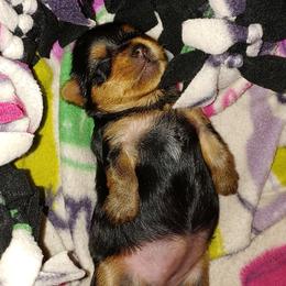 Yorkshire Terrier Puppies from Sassyville EKN Yorkies