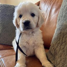 Black boy - Light golden male Golden Retriever puppy in Pahrump, Nevada from Southern Nevada Goldens