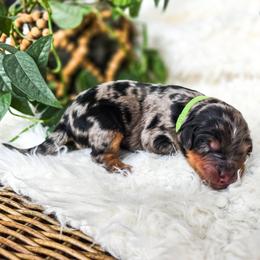 Ophelia - Merle female Bernedoodle puppy in Gaylord, Michigan from Dog Mom Co. Doodles
