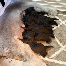 Bedlington Terrier Puppies from Thistledown Bedlington Terriers