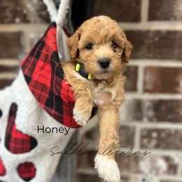 Honey - Apricot female Goldendoodle puppy in Rienzi, Mississippi from Saddle Hill Farms