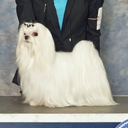 Happy - Maltese