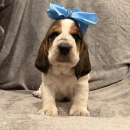 Anna - Black white and brown female Basset Hound puppy in Monterey, Tennessee from Southern Belles Bassets