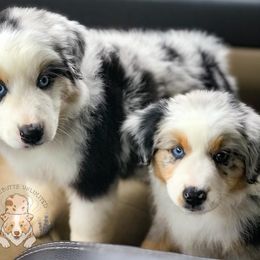 Miniature Australian Shepherd Puppies from Wigglebutts Unlimited