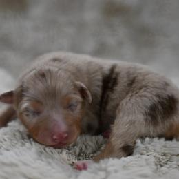 Louise - Red merle female Australian Shepherd puppy in Wichita Falls, Texas from Spotted Mule Aussies