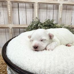 Murphy - White male Coton de Tulear puppy in Cabool, Missouri from Big Gulch Puppies