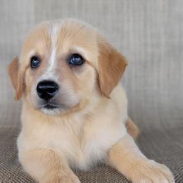 Candy Australian Retriever - Yellow female Australian Shepherd puppy in Limestone, Tennessee from Pilot Hill Teddy Bear Puppies