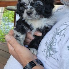 Cavapoo Puppies from Joseph G Harrison
