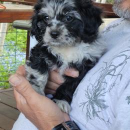 Cavapoo Puppies from Joseph G Harrison