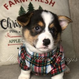 Huckleberry - Black and tan male Pembroke Welsh Corgi puppy in Benton, Arkansas from High Cotton Corgis
