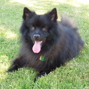 OSCAR - Keeshond
