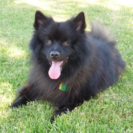 OSCAR - Keeshond