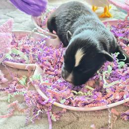 Black bi male - Black & white male Australian Shepherd puppy in Sioux Falls, Sd Area, South Dakota from Diamond Aussies N the Rough