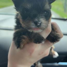 Baby - Blue and gold female Yorkshire Terrier puppy in Hickory, Pennsylvania from Happy Tails Farms