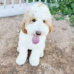 Dixie - Goldendoodle