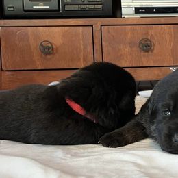 German Shepherds from Antler Ranch German Shepherd Dogs