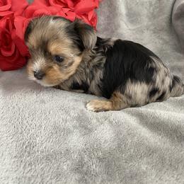 EXOTIC BLUE MERLE - Chocolate, tan and white male Yorkshire Terrier puppy in Rock Hill, South Carolina from Teddy Bear Yorkies