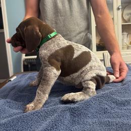 Green Boy - Liver roan male German Shorthaired Pointer puppy in Sylvania, Alabama from Turner’s Delightful Dachshund Farm & German Short Hair Pointers